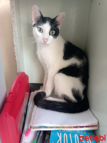 Tuxedo (Smokin) Kedi, Kedi  Pascal fotoğrafı