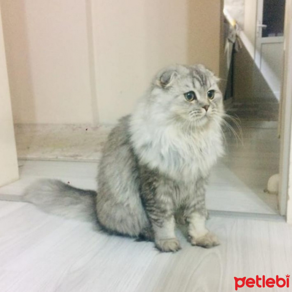 Scottish Fold, Kedi  Elsa fotoğrafı