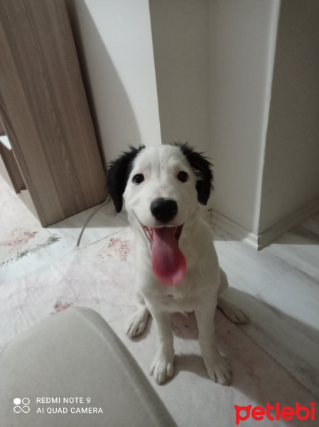 Border Collie, Köpek  Dante fotoğrafı
