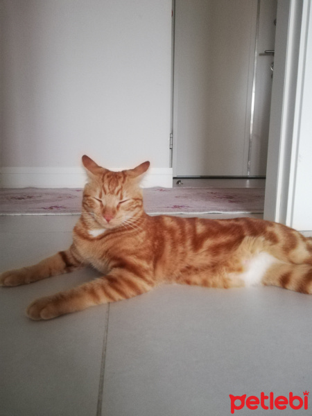 Sarman, Kedi  Mişa Barbuş fotoğrafı