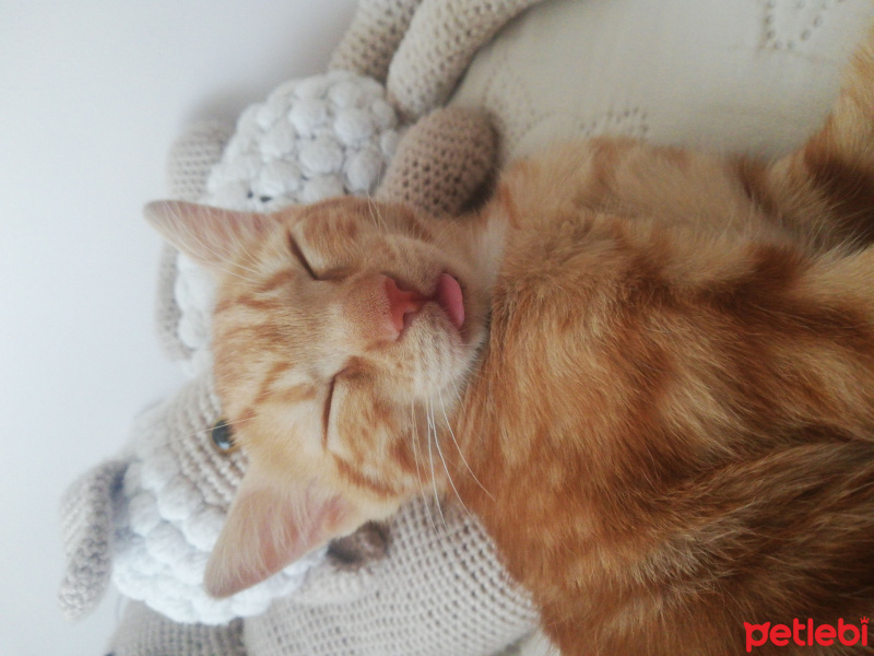 Sarman, Kedi  Mişa Barbuş fotoğrafı