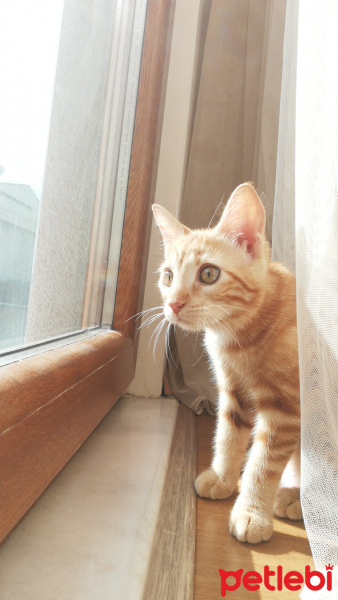 Sarman, Kedi  Mişa Barbuş fotoğrafı