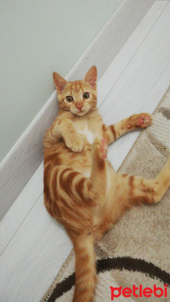 Sarman, Kedi  Mişa Barbuş fotoğrafı