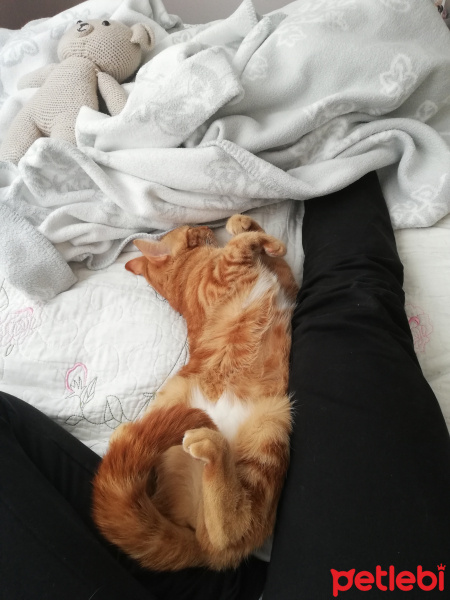 Sarman, Kedi  Mişa Barbuş fotoğrafı