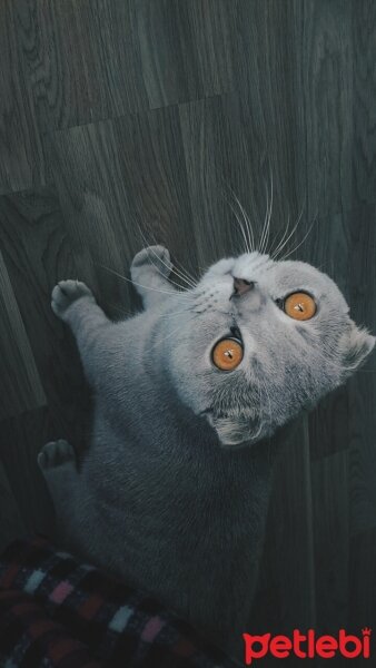 Scottish Fold, Kedi  Sezar fotoğrafı