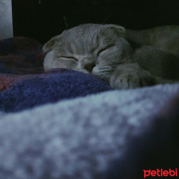 Scottish Fold, Kedi  Sezar fotoğrafı