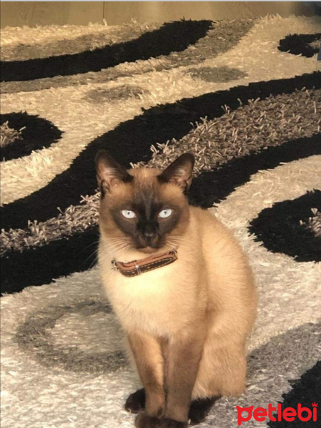 Siyam Kedisi, Kedi  Can fotoğrafı