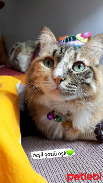 İran Kedisi (Persian), Kedi  Masal fotoğrafı