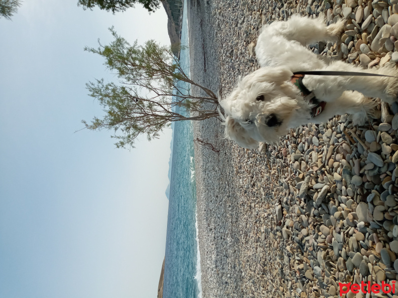 Maltese, Köpek  Baby fotoğrafı