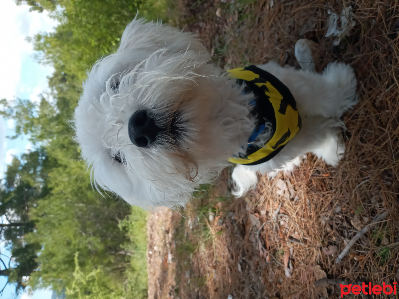 Maltese, Köpek  Baby fotoğrafı