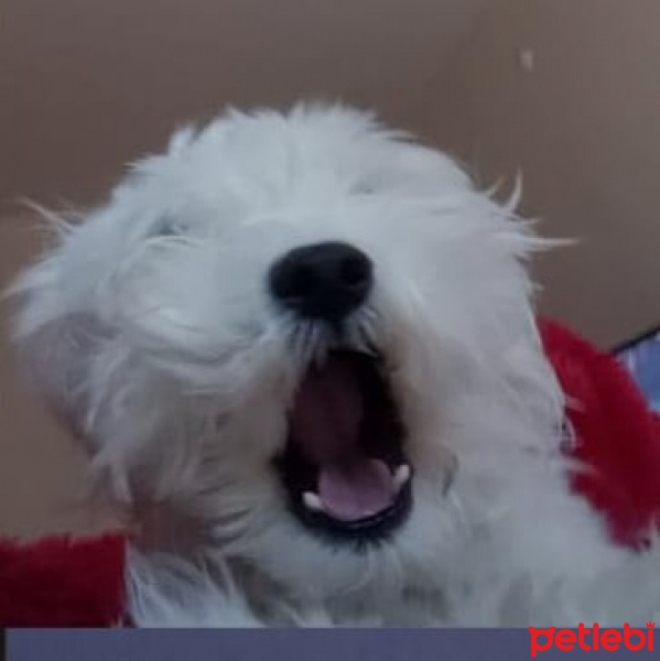 Maltese, Köpek  Baby fotoğrafı