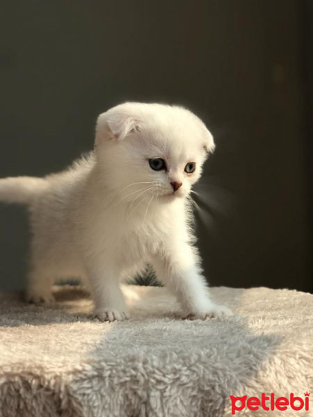 Scottish Fold, Kedi  Leo fotoğrafı