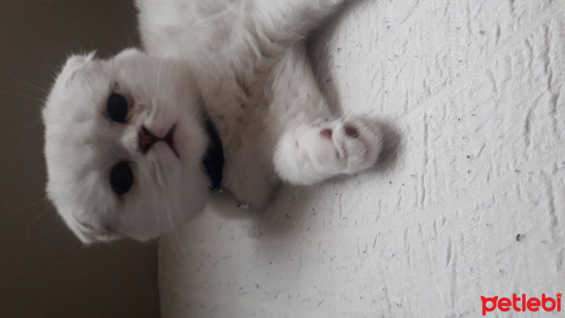 Scottish Fold, Kedi  Leo fotoğrafı