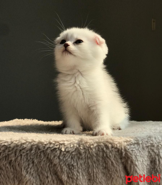 Scottish Fold, Kedi  Leo fotoğrafı