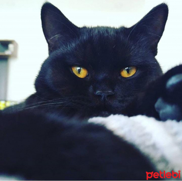 British Shorthair, Kedi  Karam fotoğrafı