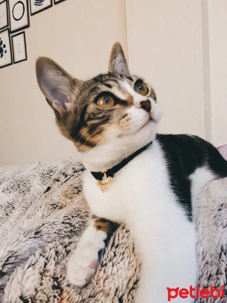 Tekir Kedi, Kedi  Yuki fotoğrafı