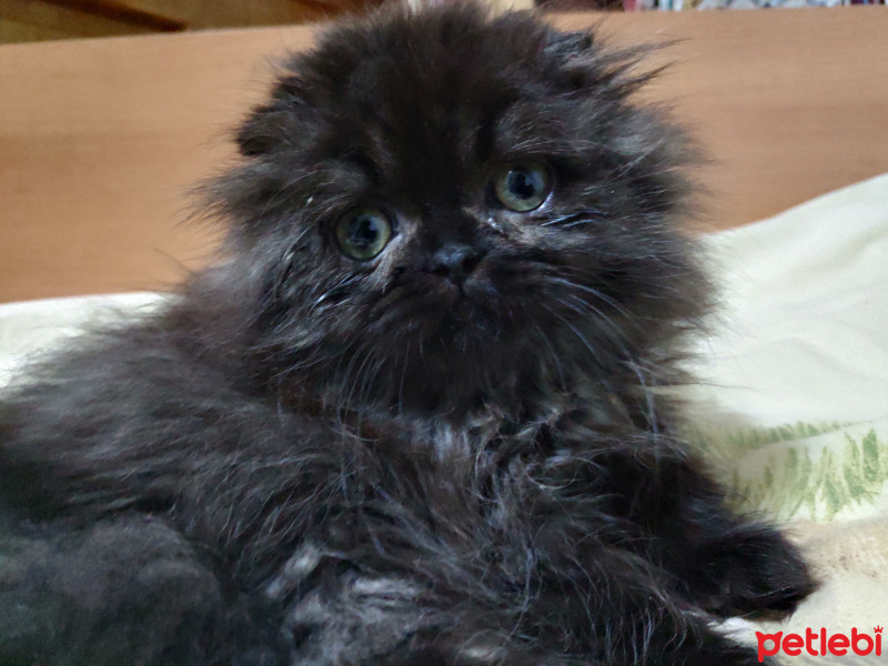 İran Kedisi (Persian), Kedi  Zeytin fotoğrafı