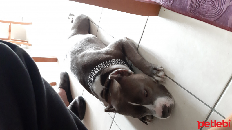 Amerikan Staffordshire Terrier, Köpek  Daisy fotoğrafı