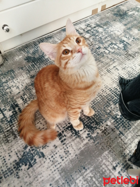 Sarman, Kedi  Nugget fotoğrafı