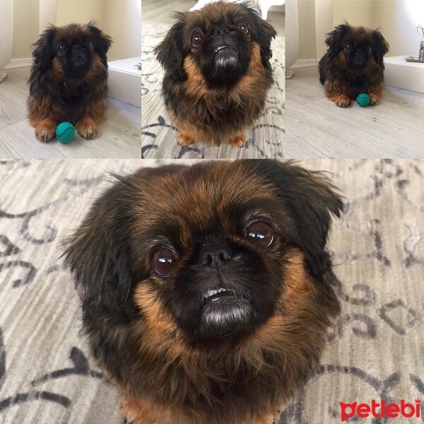 Pekingese, Köpek  Naz fotoğrafı