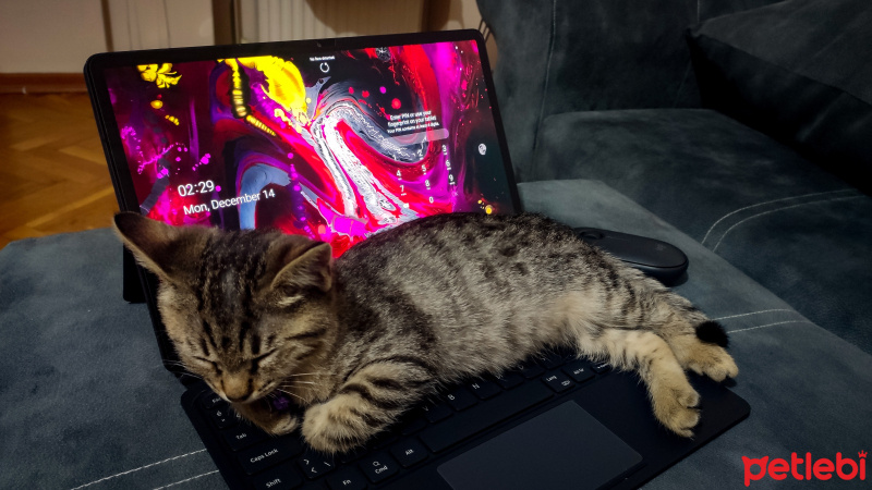 Tekir Kedi, Kedi  Müzeyyen fotoğrafı