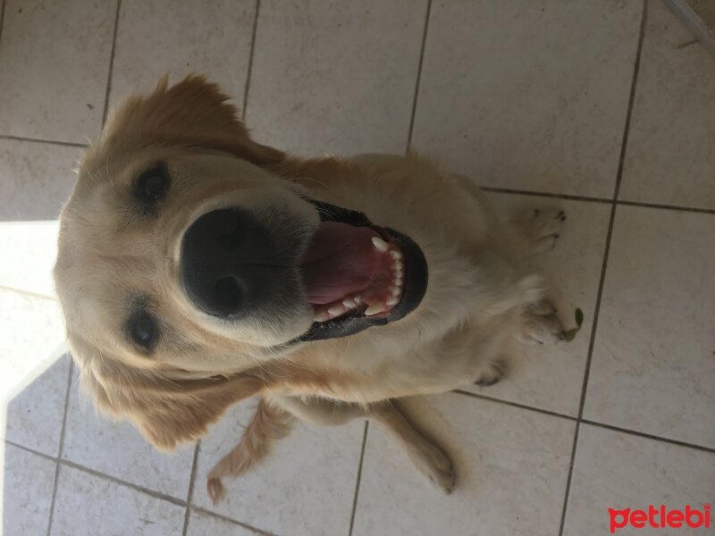 Golden Retriever, Köpek  Şans fotoğrafı