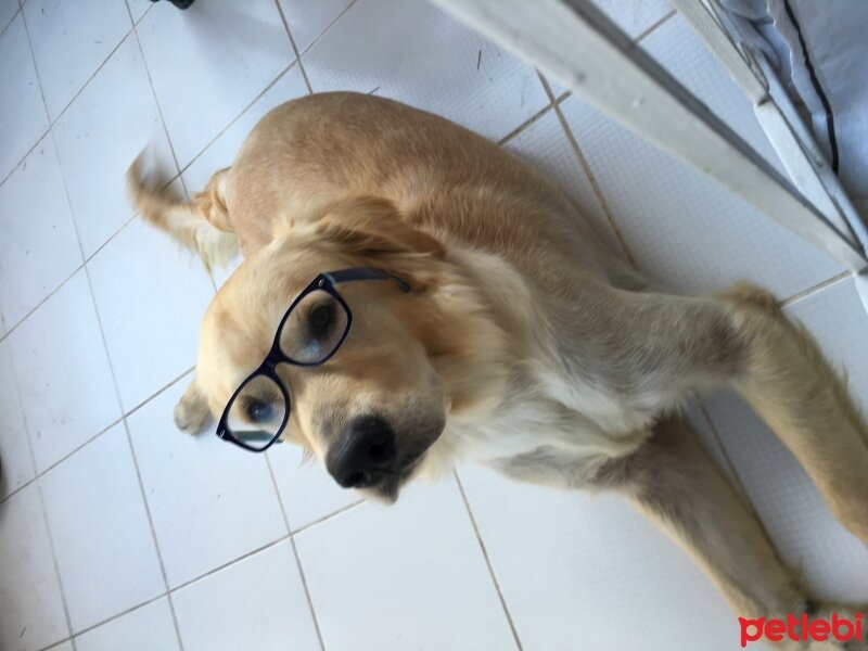 Golden Retriever, Köpek  Şans fotoğrafı