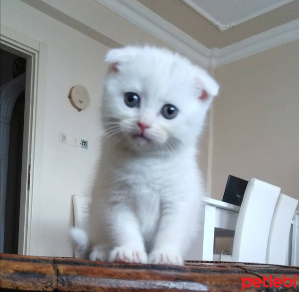 Scottish Fold, Kedi  RACON fotoğrafı