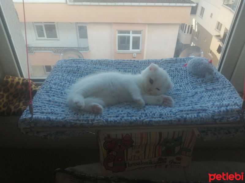 Scottish Fold, Kedi  RACON fotoğrafı