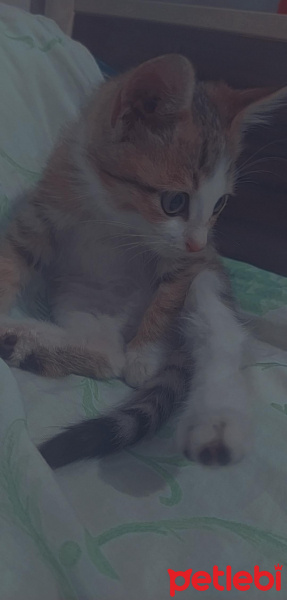 Tekir Kedi, Kedi  Parya fotoğrafı