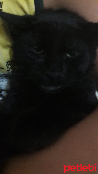 Tekir Kedi, Kedi  shizun fotoğrafı