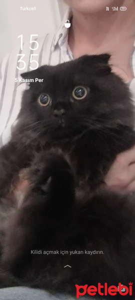 Scottish Fold, Kedi  Gece fotoğrafı