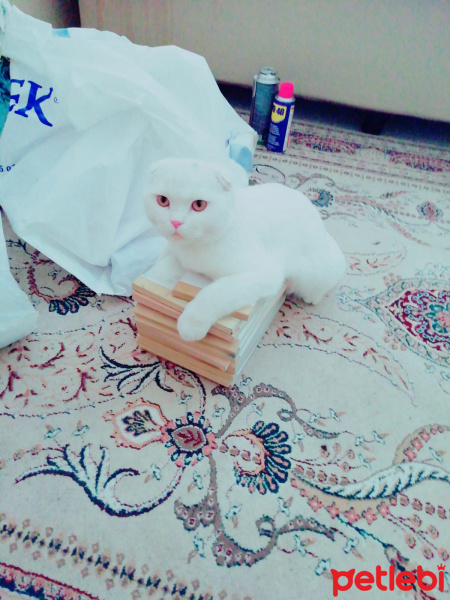 Scottish Fold, Kedi  İnci fotoğrafı