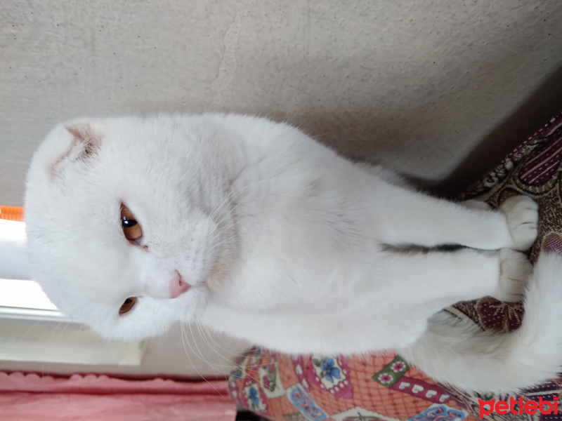 Scottish Fold, Kedi  İnci fotoğrafı