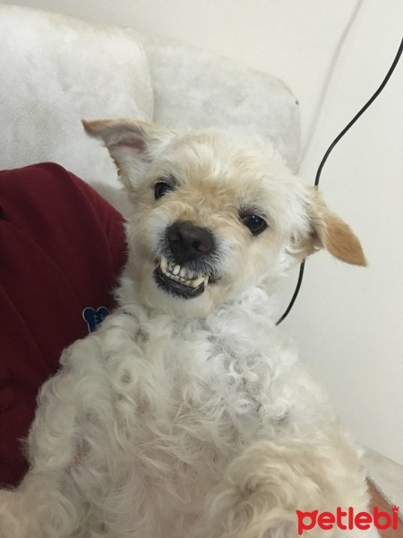 Maltese, Köpek  paşa fotoğrafı