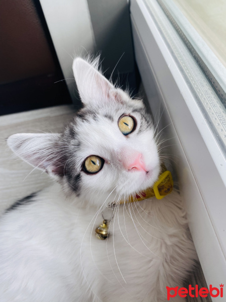 Tekir Kedi, Kedi  Turşu fotoğrafı