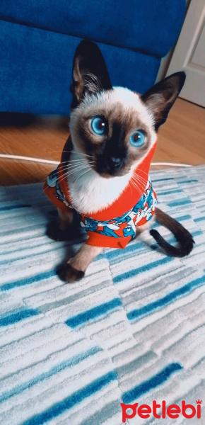 Siyam Kedisi, Kedi  Escobar fotoğrafı