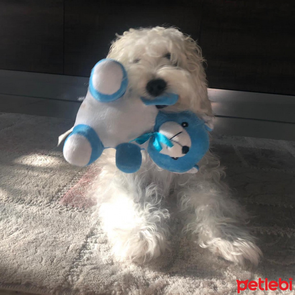 Poodle (Minyatür Kaniş), Köpek  Mia fotoğrafı