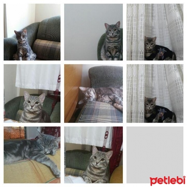 Tekir Kedi, Kedi  Tütün fotoğrafı