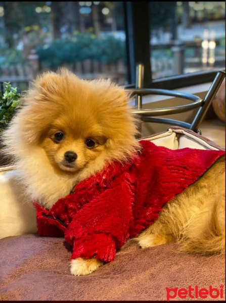 Pomeranyalı, Köpek  Linda fotoğrafı