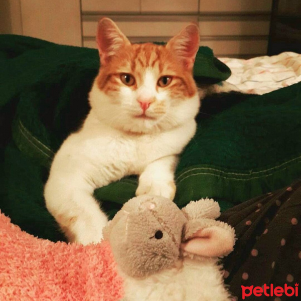 Sarman, Kedi  Teo fotoğrafı