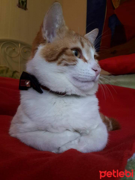 Sarman, Kedi  Teo fotoğrafı
