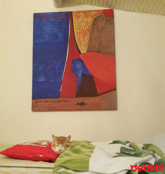 Sarman, Kedi  Teo fotoğrafı