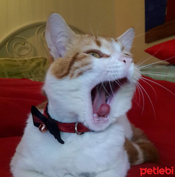 Sarman, Kedi  Teo fotoğrafı