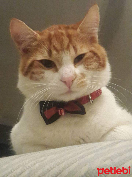 Sarman, Kedi  Teo fotoğrafı