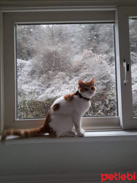 Sarman, Kedi  Teo fotoğrafı