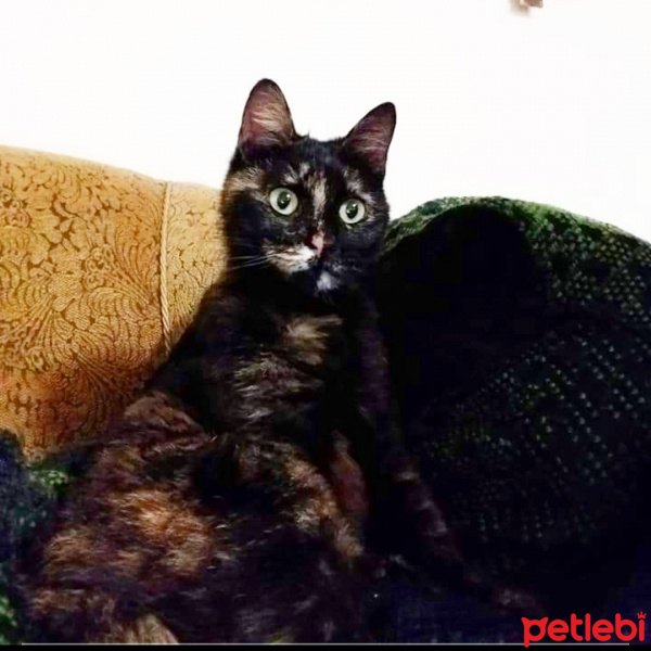 Tekir Kedi, Kedi  Zilli fotoğrafı
