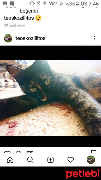 Tekir Kedi, Kedi  Zilli fotoğrafı