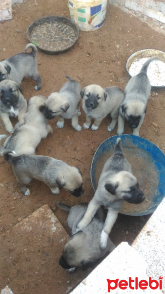 Kangal, Köpek  Kankal fotoğrafı