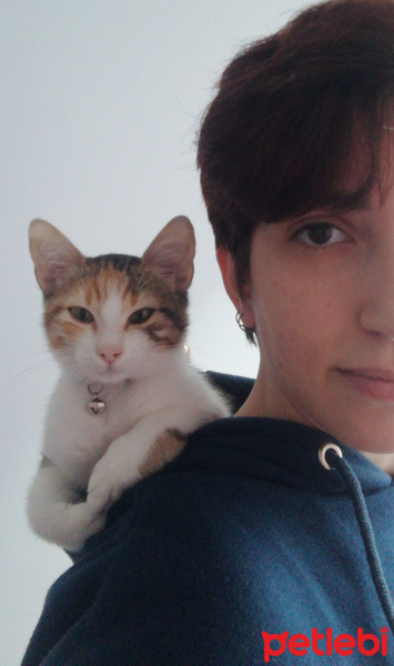 Tekir Kedi, Kedi  Yumi fotoğrafı